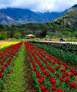 Tulip Garden (Asia’s largest – best in April)
